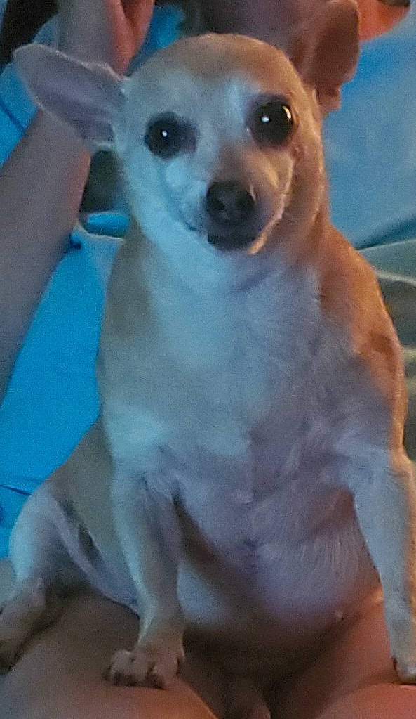 Dixie