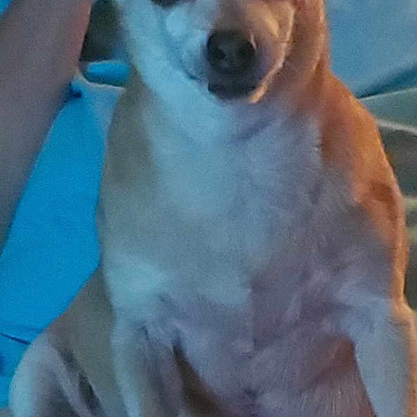 Dixie
