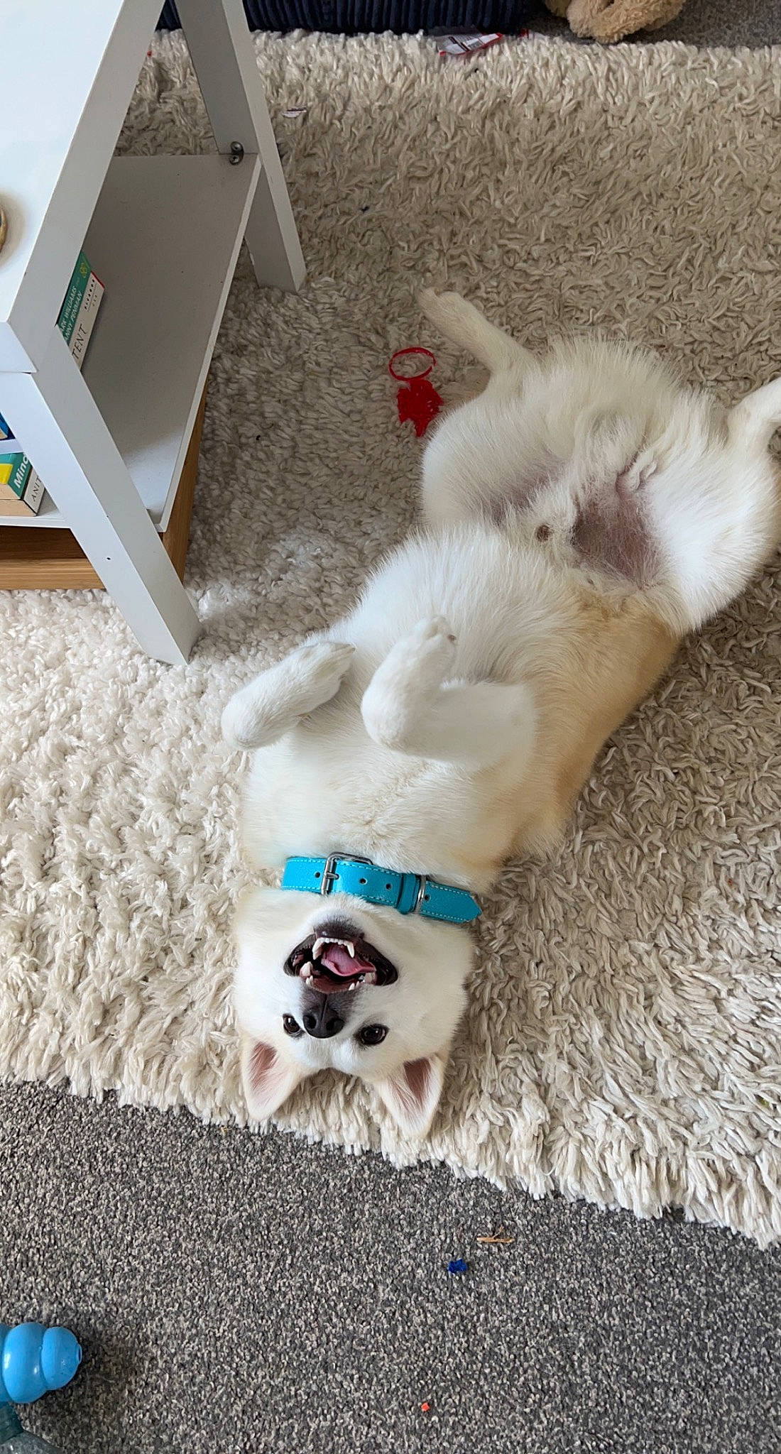 Arlo is registered to the contest to win money with this photo: canidae, carnivore, collar, companion_dog, couch, dog, dog_breed, dog_supply, fawn, felidae, flooring, fur, paw, small_to_medium_sized_cats, snout, sporting_group, tail, toy_dog, whiskers, working_animal