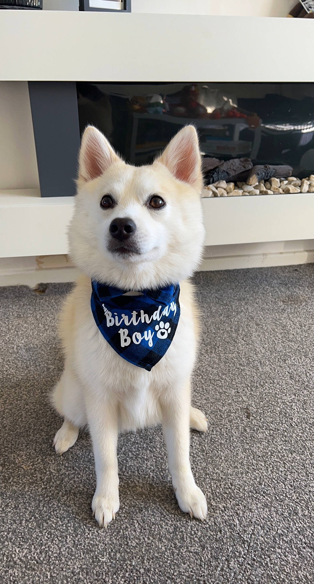 Arlo is registered to the contest to win money with this photo: ancient_dog_breeds, canidae, carnivore, collar, companion_dog, dog, dog_breed, dog_collar, dog_supply, electric_blue, fawn, fur, non_sporting_group, pet_supply, sporting_group, tail, terrestrial_animal, working_animal, working_dog