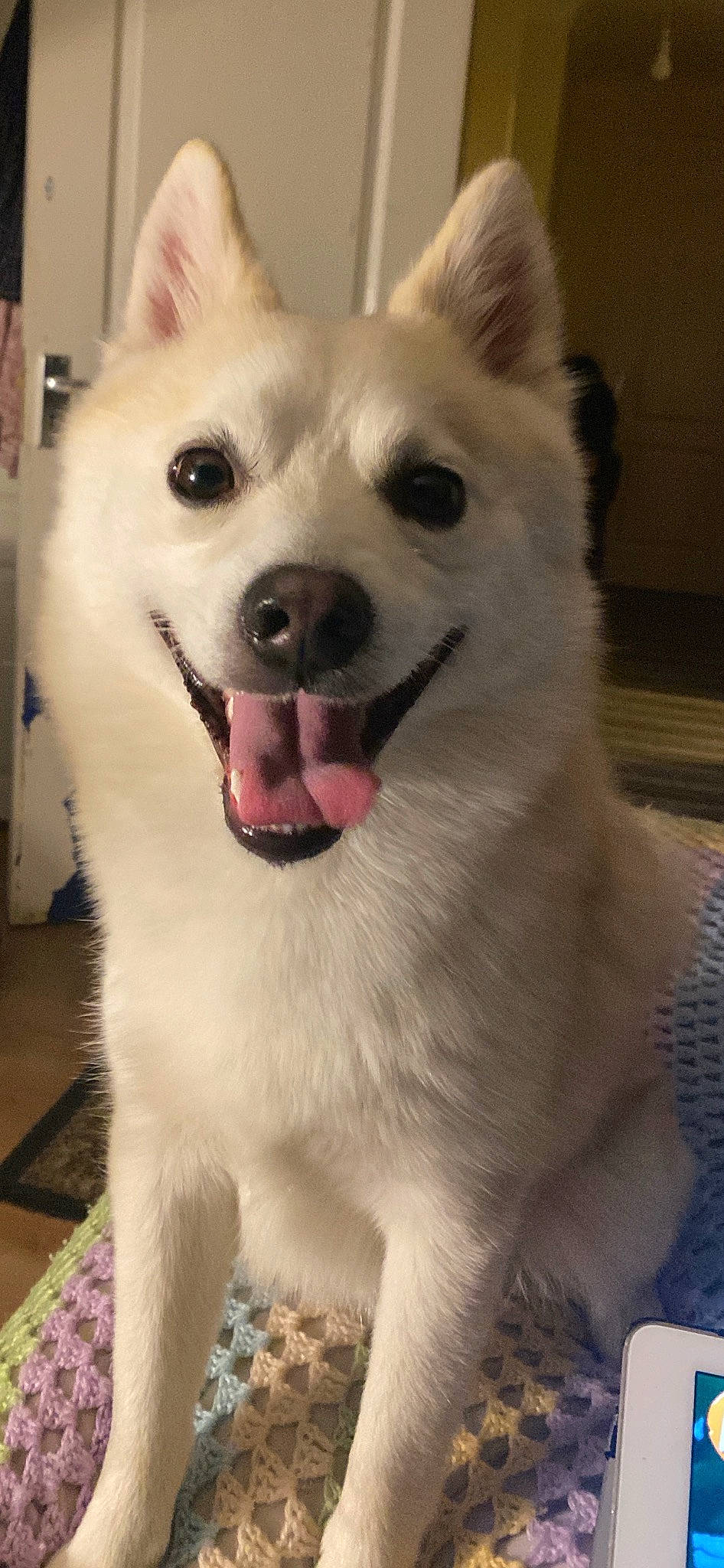 Arlo joined the competition — help win amazing prizes! ancient_dog_breeds, canidae, carnivore, collar, companion_dog, dog, dog_breed, dog_collar, eye, fang, fawn, fur, happy, shout, snout, spitz, sporting_group, whiskers, working_animal, working_dog