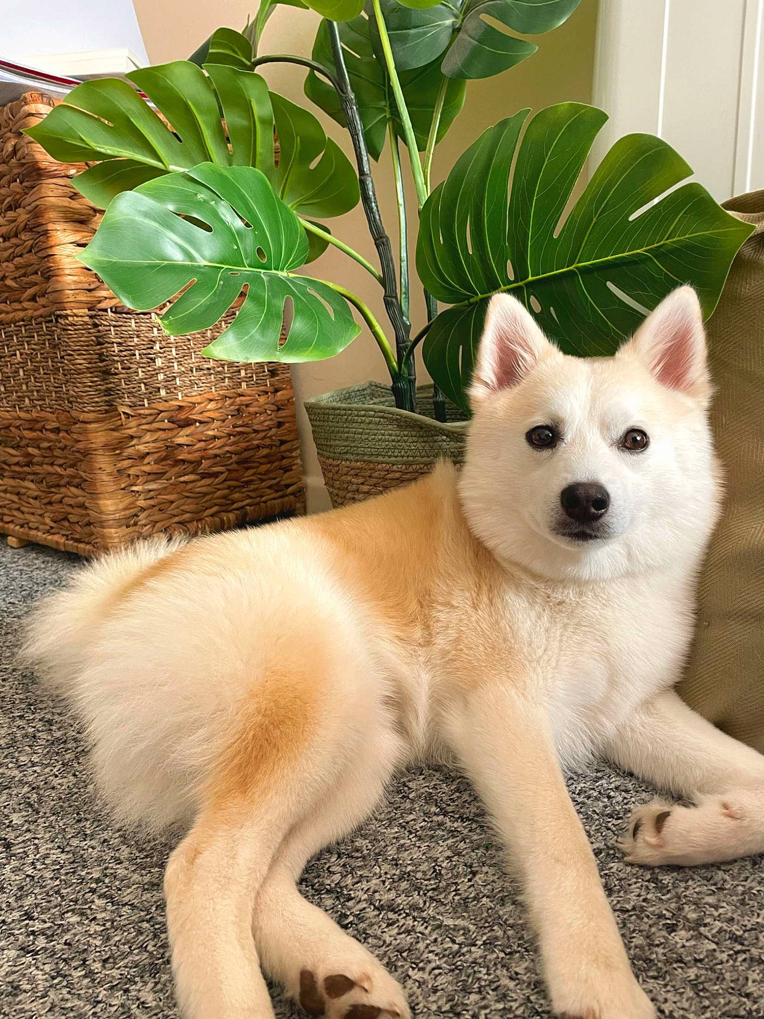 Arlo joined the competition — help win amazing prizes! ancient_dog_breeds, canidae, carnivore, collar, companion_dog, dog, dog_breed, fawn, flooring, fur, houseplant, plant, snout, sporting_group, tail, terrestrial_animal, terrestrial_plant, whiskers, working_animal, working_dog