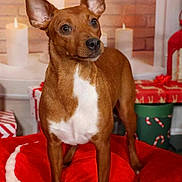 Utina a rejoint le concours — aidez-le/la à gagner de superbes lots ! dog, brown_dog, pet, animal, ears, alert, red_cushion, holiday_decorations, candles, gifts, wrapped_presents, christmas_theme, cozy, indoor, portrait, fur, cute, small_dog, photography, background