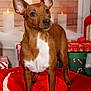 dog, brown_dog, pet, animal, ears, alert, red_cushion, holiday_decorations, candles, gifts, wrapped_presents, christmas_theme, cozy, indoor, portrait, fur, cute, small_dog, photography, background
