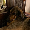 animal, brown_dog, calm, carved_wood, comfort, cozy, dog, domestic, ears, face, fur, home, indoor, pet, plaid_blanket, quiet, relaxed, resting, warm_lighting, wooden_furniture