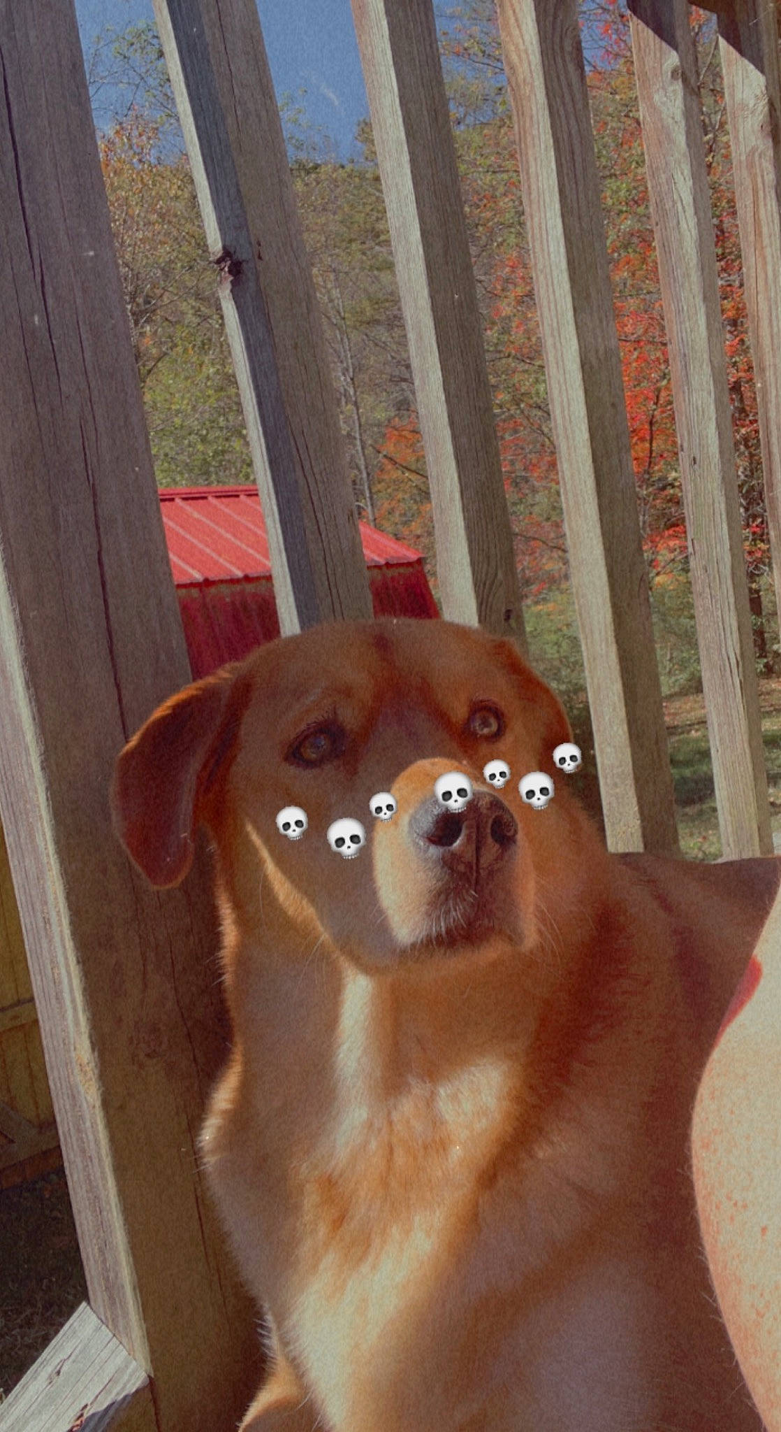 Daisy joined the competition — help win amazing prizes! canidae, carnivore, companion_dog, dog, dog_breed, ear, eye, fawn, fence, flooring, hardwood, liver, pet_supply, snout, sporting_group, toy_dog, whiskers, wood, wood_stain, working_animal