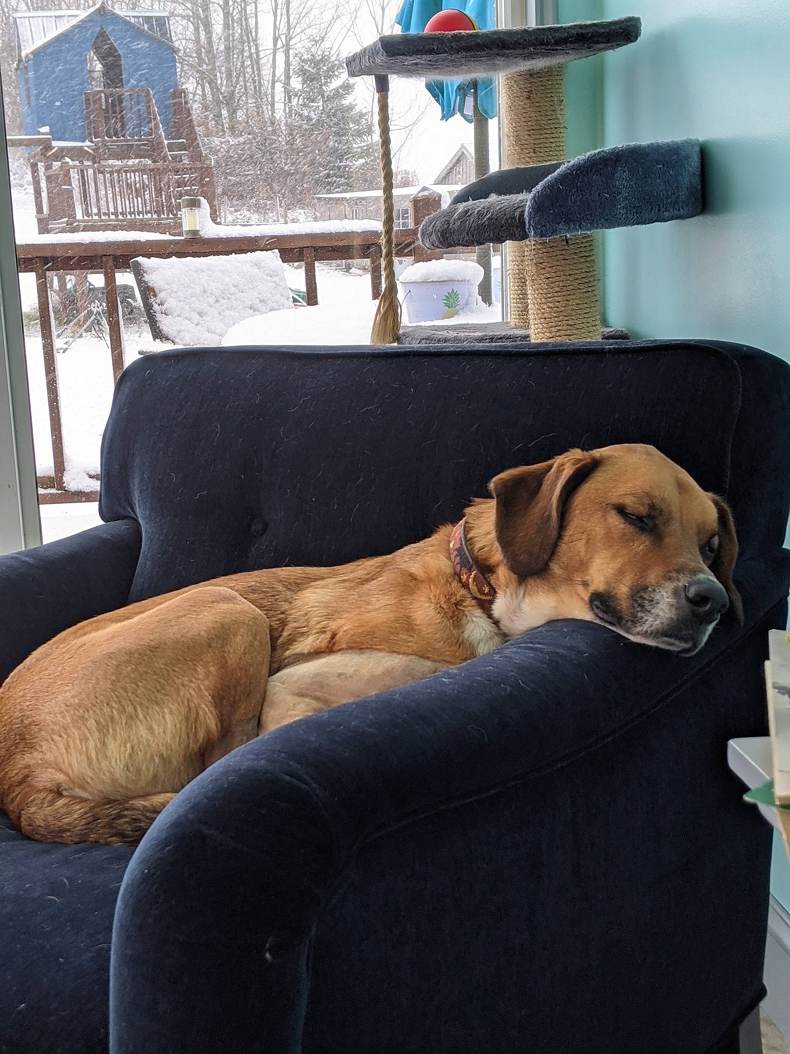 Brutus is registered to the contest to win money with this photo: black_mouth_cur, broholmer, canidae, carnivore, chair, comfort, companion_dog, dog, dog_breed, fawn, furniture, guard_dog, rhodesian_ridgeback, room, sporting_group