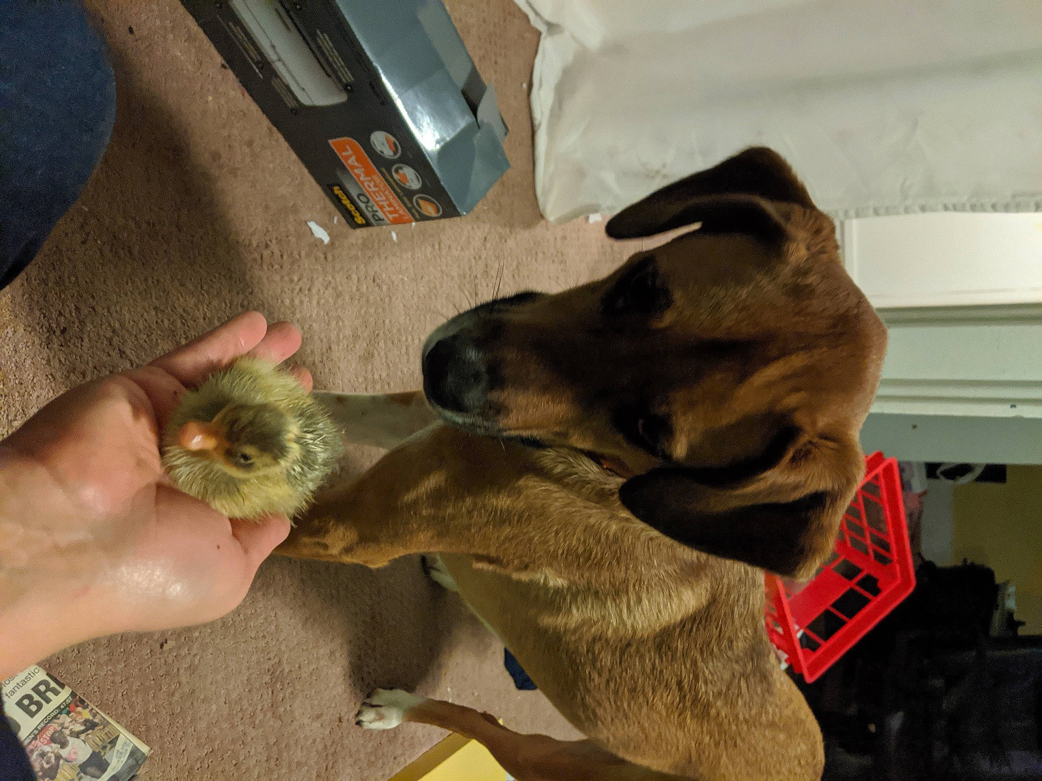 Brutus is registered to the contest to win money with this photo: canidae, carnivore, collar, companion_dog, dog, dog_breed, dog_collar, dog_supply, fawn, finger, home_appliance, nail, paw, pet_supply, snout, sporting_group, thumb, working_animal