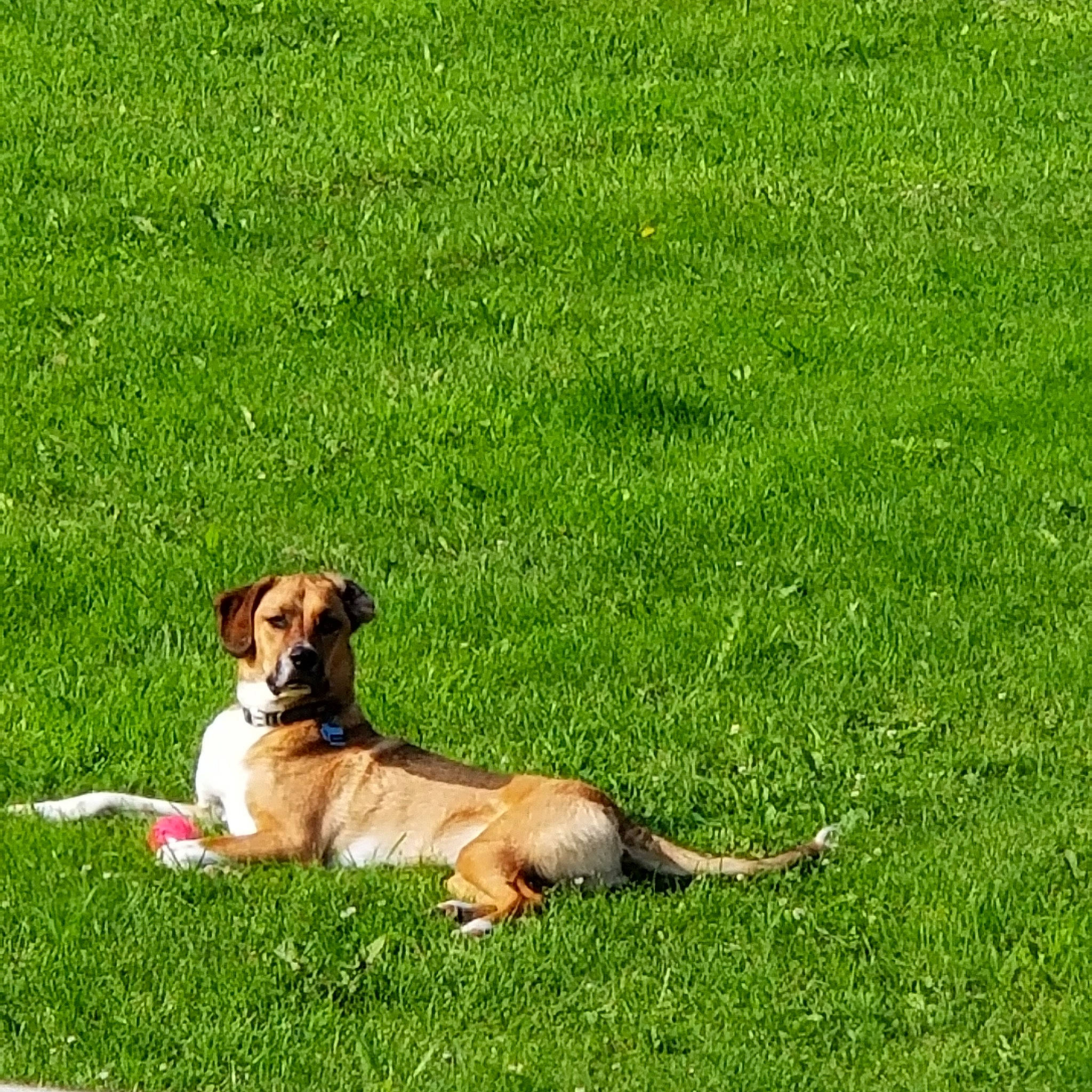 Brutus is registered to the contest to win money with this photo: agriculture, canidae, carnivore, companion_dog, dog, dog_breed, fawn, field, grass, grass_family, grassland, groundcover, lawn, meadow, pasture, prairie, sporting_group, tail, working_animal, working_dog