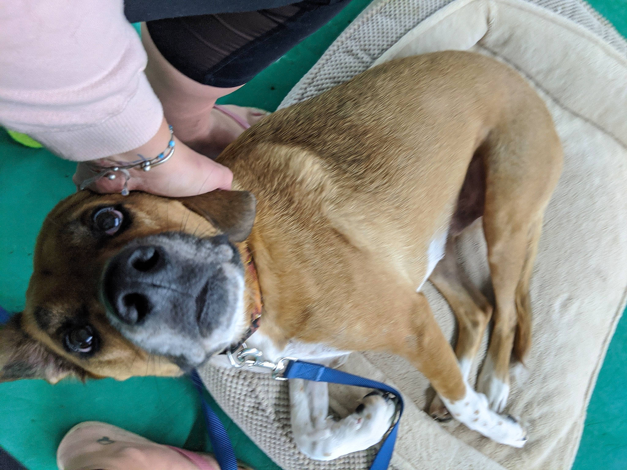 Brutus is registered to the contest to win money with this photo: bracelet, canidae, carnivore, collar, comfort, companion_dog, dog, dog_breed, dog_clothes, dog_collar, dog_supply, fawn, human, leash, pet_supply, snout, sporting_group, watch, working_animal, working_dog