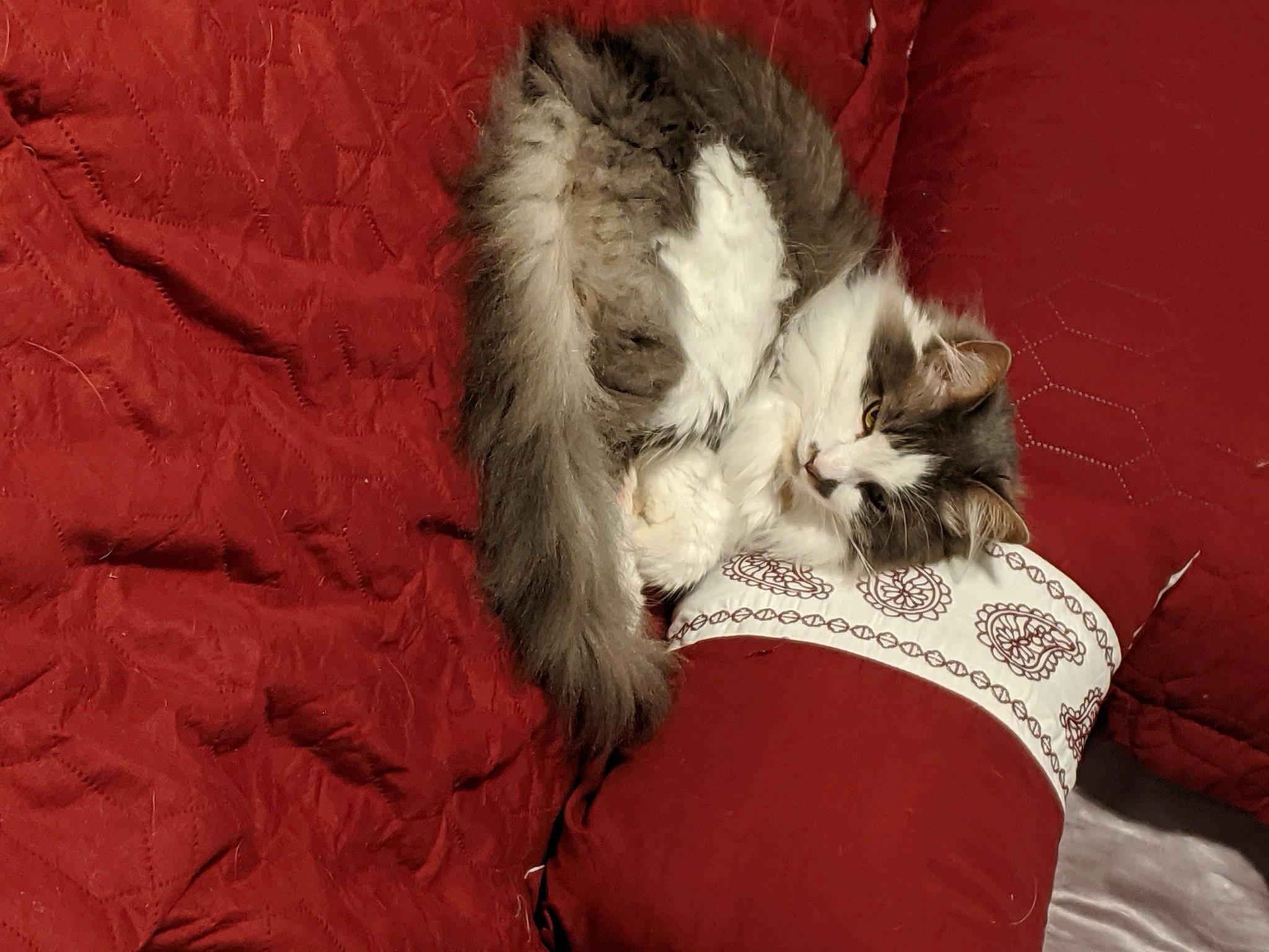 Ceasar is registered to the contest to win money with this photo: carnivore, cat, felidae, fur, small_to_medium_sized_cats, tail, textile, whiskers