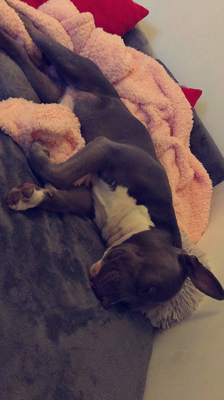 Zarko a rejoint le concours — aidez-le/la à gagner de superbes lots ! canidae, carnivore, dog_breed, fawn, fur, tail