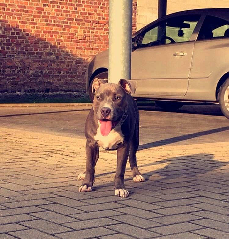 Zarko a rejoint le concours — aidez-le/la à gagner de superbes lots ! american_bulldog, american_pit_bull_terrier, american_staffordshire_terrier, bull_and_terrier, canidae, car, carnivore, dog, dog_breed, dog_walking, fawn, mammal, non_sporting_group, nose, pit_bull, sky, snout, staffordshire_bull_terrier, tail