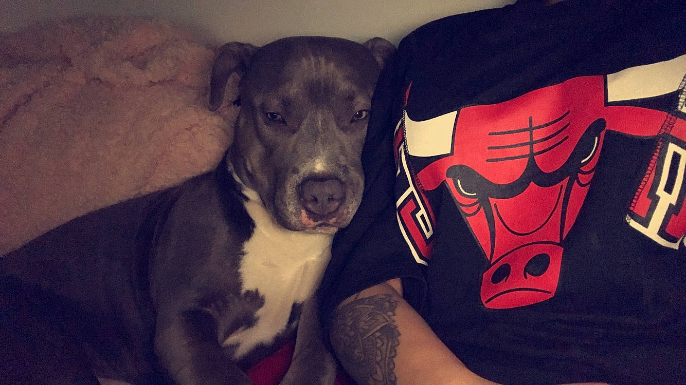 Zarko a rejoint le concours — aidez-le/la à gagner de superbes lots ! american_pit_bull_terrier, american_staffordshire_terrier, canidae, carnivore, dog, dog_breed, guard_dog, non_sporting_group, pit_bull, puppy, sporting_group