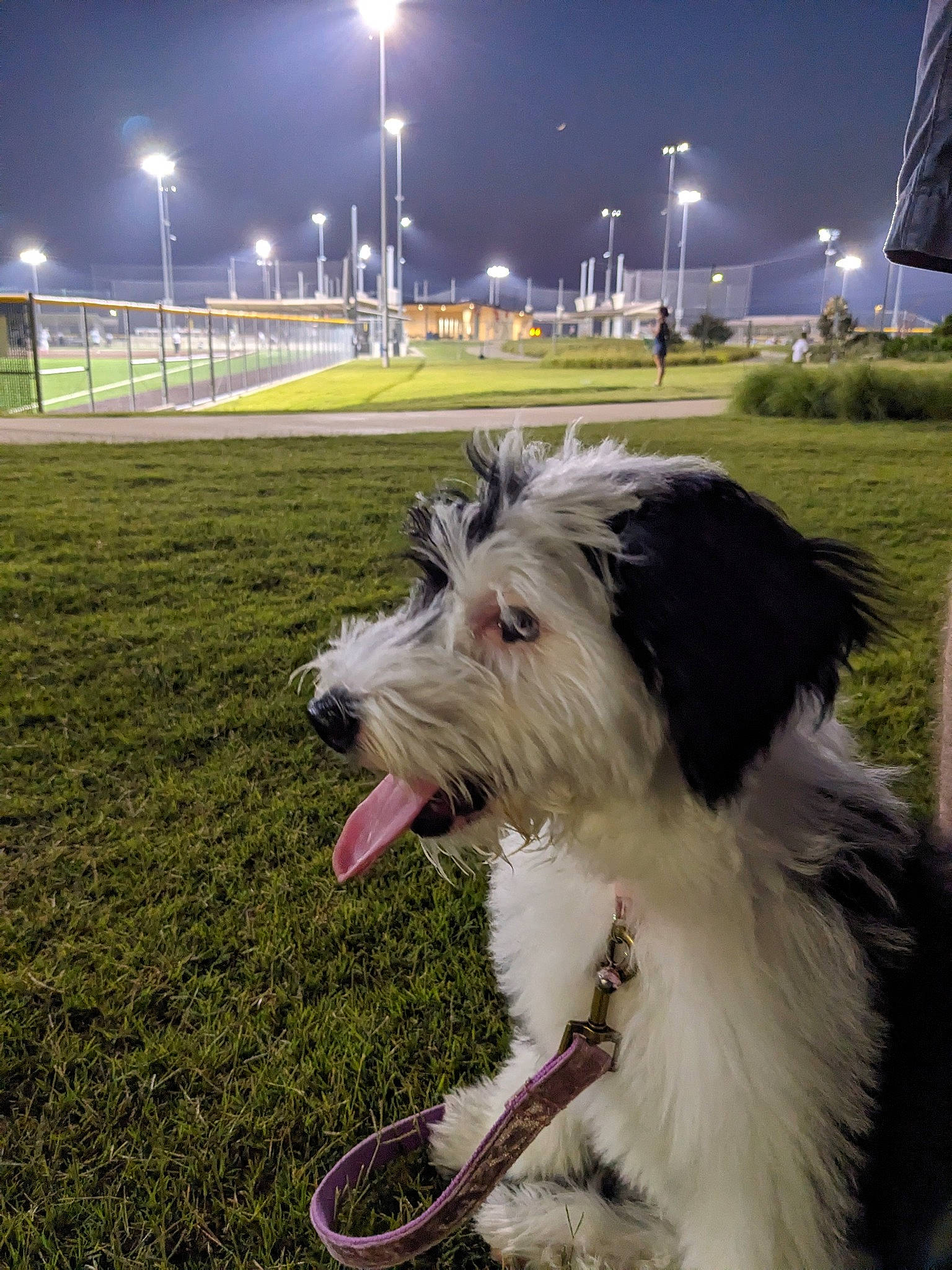 Cowbella joined the competition — help win amazing prizes! canidae, carnivore, collar, companion_dog, dog, dog_breed, dog_collar, fur, grass, light, night, sky, small_terrier, snout, sporting_group, street_light, terrier, toy_dog, working_animal, working_dog