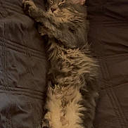 River joined the competition — help win amazing prizes! cat, tabby, kitten, fluffy, sleeping, lying_down, stretched_paw, closed_eyes, whiskers, fur, pet, bed, bedding, blanket, cozy, indoors, bedroom, warm_lighting, relaxed, cute