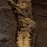 cat, tabby, kitten, fluffy, sleeping, lying_down, stretched_paw, closed_eyes, whiskers, fur, pet, bed, bedding, blanket, cozy, indoors, bedroom, warm_lighting, relaxed, cute