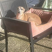 Saiko a rejoint le concours — aidez-le/la à gagner de superbes lots ! animal, black_chair, canine, chair, curious, daylight, dog, floor, furniture, home, outdoor, patio, pet_bed, pink_cushion, relaxing, resting, shadow, sunlight, tongue_out, window
