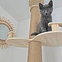 cat, kitten, gray_cat, cat_tree, wooden_cat_tree, indoor, pet, feline, curious, perched, scratching_post, rope, mirror, white_wall, looking_down, young_cat, cute, animal, domestic_cat, home