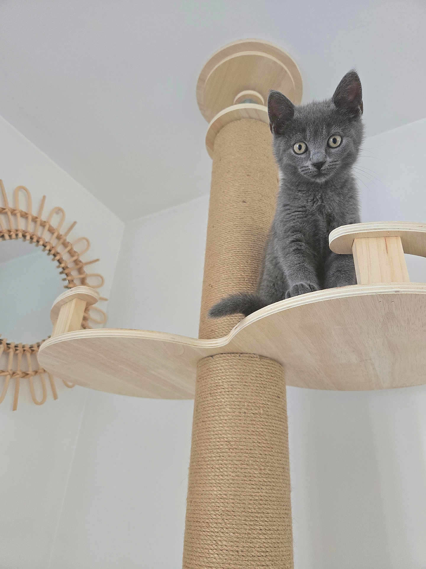 Boo participe au concours pour gagner de l'argent avec cette photo : cat, kitten, gray_cat, cat_tree, wooden_cat_tree, indoor, pet, feline, curious, perched, scratching_post, rope, mirror, white_wall, looking_down, young_cat, cute, animal, domestic_cat, home