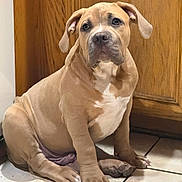 Kane joined the competition — help win amazing prizes! puppy, dog, sitting, floor, tile, wooden_cabinet, indoor, brown, white_markings, pet, cute, floppy_ears, young_dog, paw, animal, companion, domestic, fur, portrait, looking