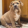 puppy, dog, sitting, floor, tile, wooden_cabinet, indoor, brown, white_markings, pet, cute, floppy_ears, young_dog, paw, animal, companion, domestic, fur, portrait, looking