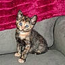 kitten, cat, tortoiseshell, blue_eyes, pet, animal, indoor, couch, furniture, blanket, gray, red, cute, small, fur, whiskers, young, sitting, looking, cozy