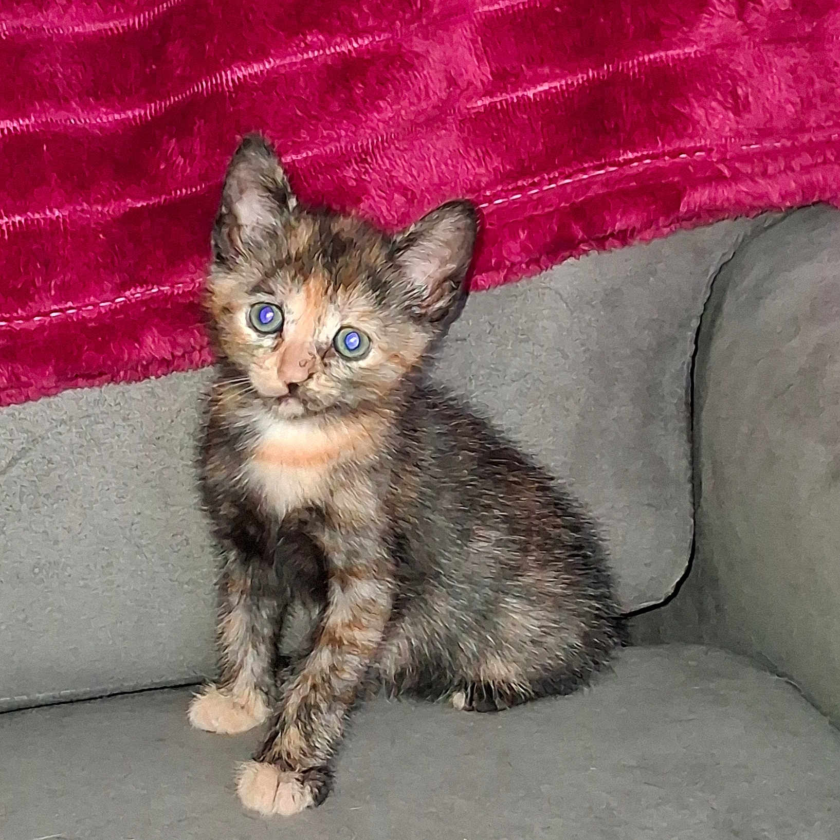 Freya participe au concours pour gagner de l'argent avec cette photo : kitten, cat, tortoiseshell, blue_eyes, pet, animal, indoor, couch, furniture, blanket, gray, red, cute, small, fur, whiskers, young, sitting, looking, cozy
