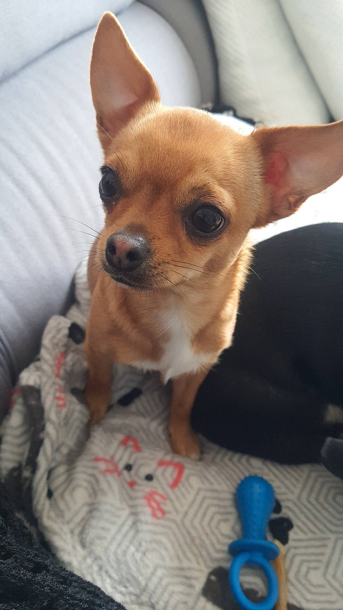 Swan participe au concours pour gagner de l'argent avec cette photo : audio_equipment, blue, canidae, carnivore, chihuahua, companion_dog, corgi_chihuahua, dog, dog_breed, dog_supply, ear, fawn, fur, russkiy_toy, snout, sporting_group, terrestrial_animal, toy_dog, whiskers, working_animal