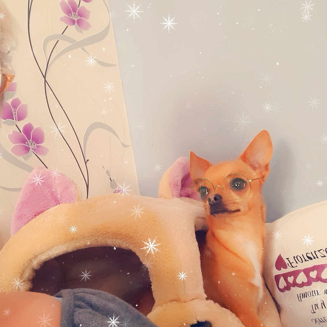 Swan participe au concours pour gagner de l'argent avec cette photo : carnivore, cat, creative_arts, fashion_accessory, fawn, felidae, flesh, fur, ornament, peach, pink, plastic, room, small_to_medium_sized_cats, stuffed_toy, tail, toy, visual_arts, whiskers