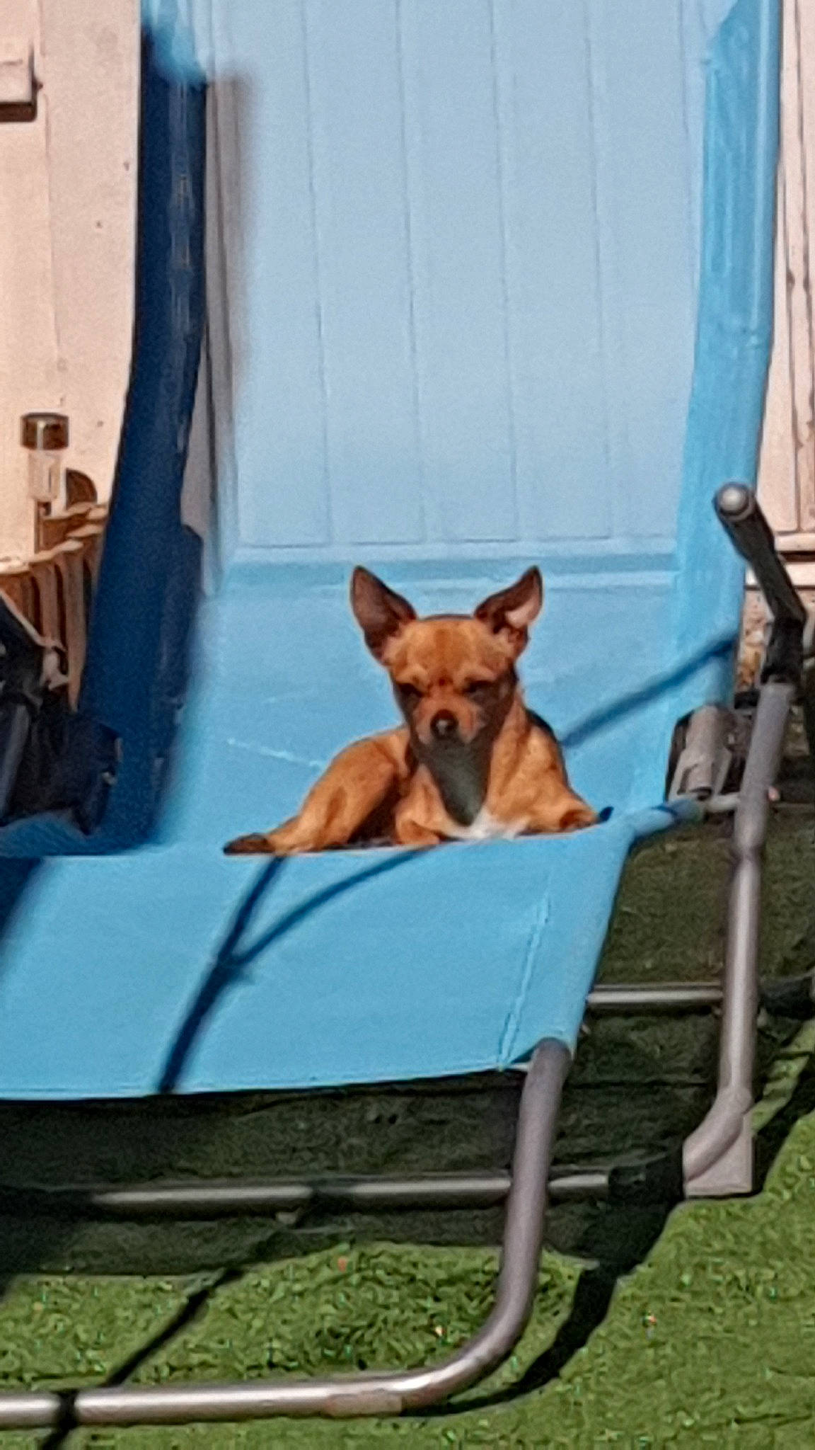 Swan participe au concours pour gagner de l'argent avec cette photo : canidae, carnivore, chair, comfort, companion_dog, curtain, dog, dog_breed, dog_sports, dog_supply, fawn, grass, outdoor_furniture, pet_supply, room, sitting, snout, sporting_group, tail, toy_dog