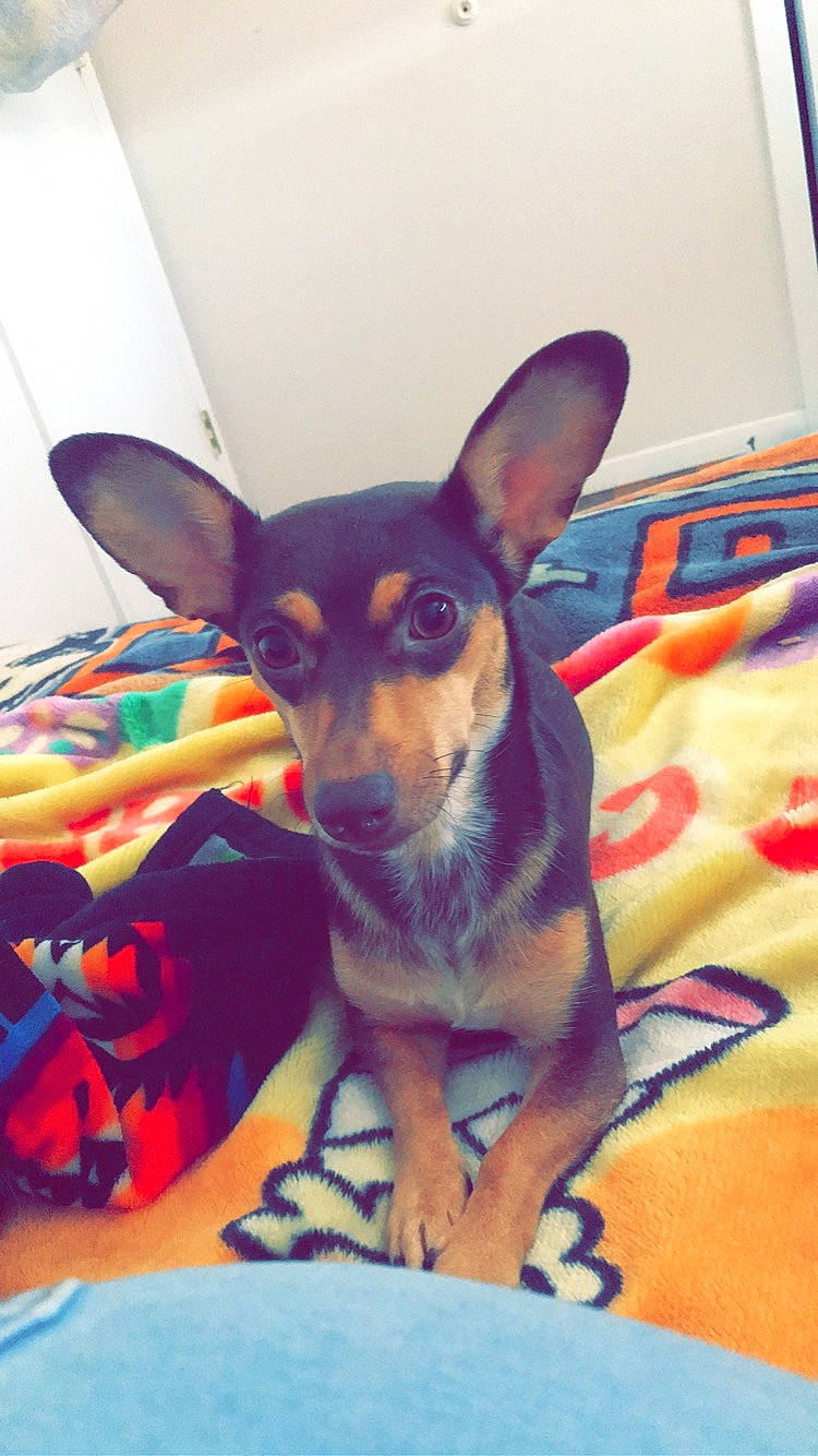 Royal is registered to the contest to win money with this photo: canidae, carnivore, comfort, companion_dog, dog, dog_breed, dog_supply, ear, fawn, fur, paw, prazsky_krysarik, snout, terrestrial_animal, toy_dog, whiskers, working_animal