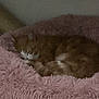 animal, bed, cat, comfort, cozy, cute, domestic_cat, feline, fluffy_bed, furry, indoor, nap, orange_cat, pet, relaxed, resting, sleeping, soft, warm, white_cat