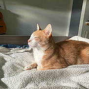 Aiko a rejoint le concours — aidez-le/la à gagner de superbes lots ! cat, orange_cat, white_cat, indoor, bed, blanket, sunlight, relaxing, feline, pet, animal, cozy, texture, resting, side_profile, ears, whiskers, fur, home, quiet