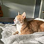 cat, orange_cat, white_cat, indoor, bed, blanket, sunlight, relaxing, feline, pet, animal, cozy, texture, resting, side_profile, ears, whiskers, fur, home, quiet
