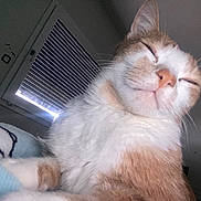 Aiko participe au concours pour gagner de l'argent avec cette photo : animal, blanket, blinds, cat, close_up, comfort, cozy, ears, face, feline, fur, home, indoor, nose, pet, relaxed, resting, sleepy, whiskers, window