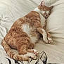 animal, bed, blanket, cat, comfort, cozy, cute, domestic_animal, feline, fur, indoor, orange, paw, peaceful, pet, relaxation, resting, sleeping, soft, white