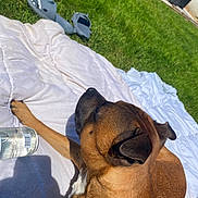 Venom a rejoint le concours — aidez-le/la à gagner de superbes lots ! dog, brown_dog, blanket, grass, outdoor, sunlight, slippers, water_bottle, shadow, relaxing, pet, canine, summer, resting, paw, ear, side_view, daylight, nature, leisure