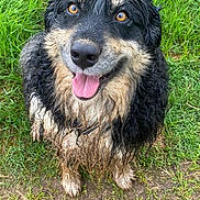 Rebelle a rejoint le concours — aidez-le/la à gagner de superbes lots ! dog, muddy, wet_fur, grass, outdoor, happy, playful, tongue_out, brown_eyes, black_fur, tan_fur, sitting, pet, animal, nature, cute, friendly, canine, fur, closeup