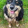 dog, muddy, wet_fur, grass, outdoor, happy, playful, tongue_out, brown_eyes, black_fur, tan_fur, sitting, pet, animal, nature, cute, friendly, canine, fur, closeup