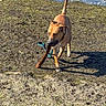 Buddy joined the competition — help win amazing prizes! dog, stick, beach, water, shadow, sand, seaweed, outdoor, daylight, animal, pet, canine, collar, shore, nature, playing, brown_dog, walking, coast, sunlight