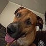 dog, pet, indoor, couch, tongue_out, brown_dog, closeup, happy, canine, animal, person_partial, shirt, emblem, living_room, furniture, wall, ceiling, relaxed, friendly, companion