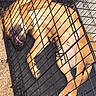 Buddy joined the competition — help win amazing prizes! dog, crate, sleeping, pet, tongue_out, tan_dog, wire_cage, ball, water_bowl, carpet, indoor, resting, animal, paw, furniture, relaxed, caged, cute, domestic, companion