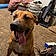 Buddy