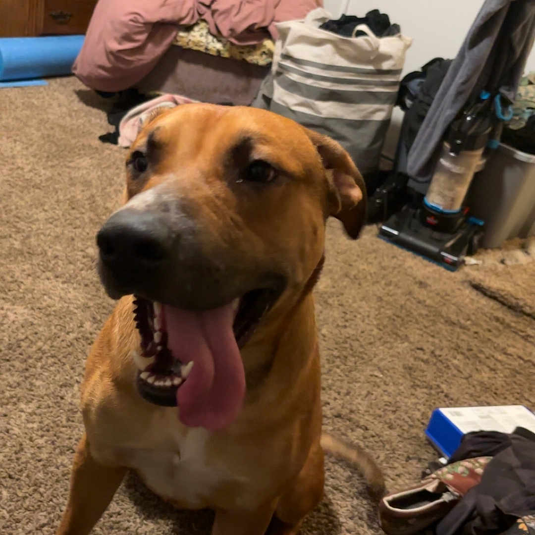 Buddy