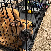 Buddy is registered to the contest to win money with this photo: dog, crate, pet, animal, cage, brown_dog, carpet, food_bowl, water_bowl, toy, indoor, resting, metal_bars, household, floor, pet_care, canine, looking_out, bored, quiet