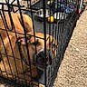 dog, crate, pet, animal, cage, brown_dog, carpet, food_bowl, water_bowl, toy, indoor, resting, metal_bars, household, floor, pet_care, canine, looking_out, bored, quiet