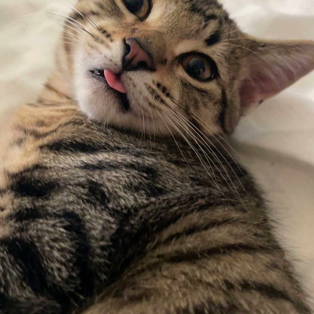 Coco joined the competition — help win amazing prizes! animal, cat, close_up, cute, domestic_cat, ears, expression, eyes, face, fur, indoor, lying_down, pet, playful, relaxed, sleepy, soft_background, tabby, tongue_out, whiskers