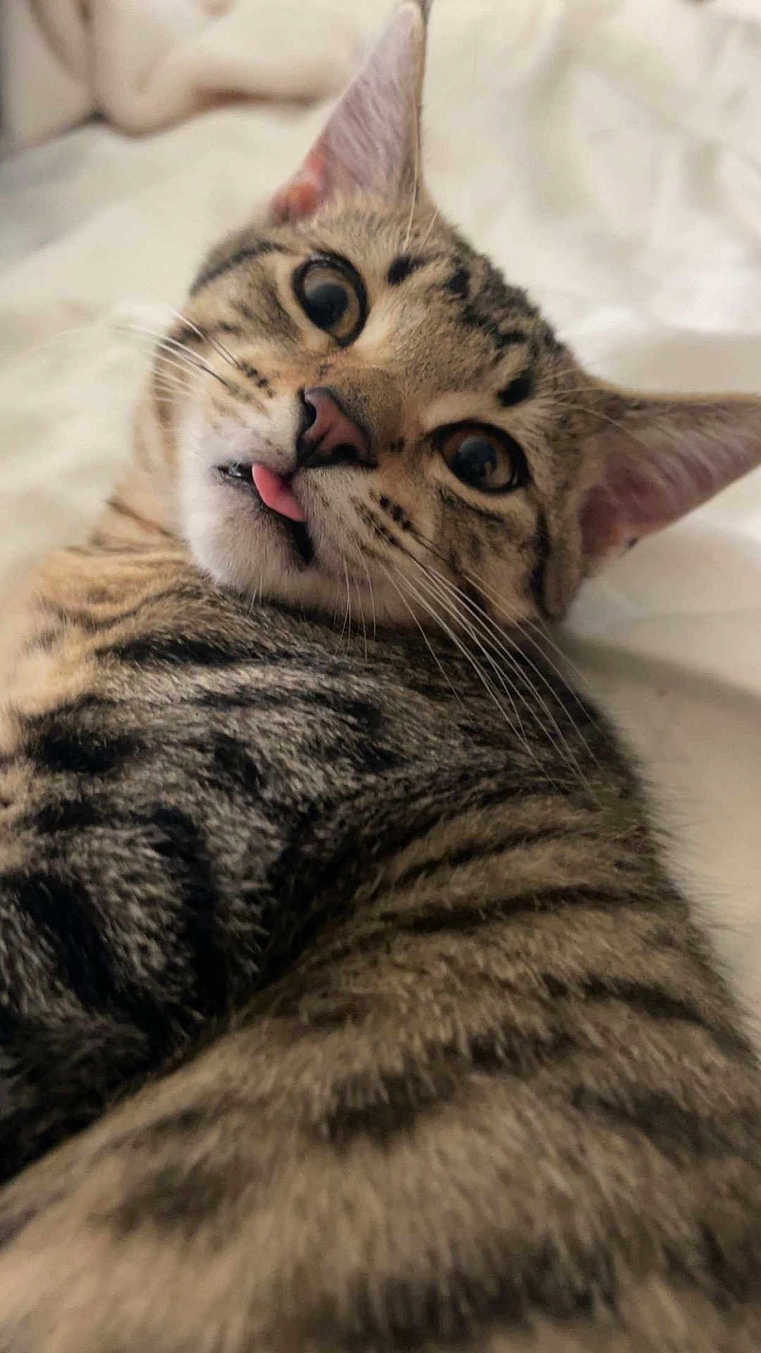 Coco joined the competition — help win amazing prizes! cat, tabby, close_up, tongue_out, playful, whiskers, ears, fur, pet, animal, cute, lying_down, indoor, eyes, face, expression, soft_background, sleepy, relaxed, domestic_cat