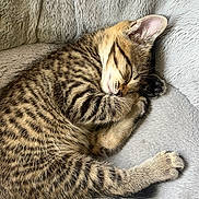 Coco is registered to the contest to win money with this photo: kitten, cat, sleeping, tabby, fur, paw, cozy, blanket, soft, cute, animal, pet, resting, whiskers, striped, feline, young, indoor, adorable, nap